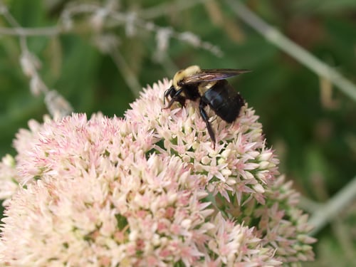 This image has an empty alt attribute; its file name is Carpenter-Bee-3.jpg