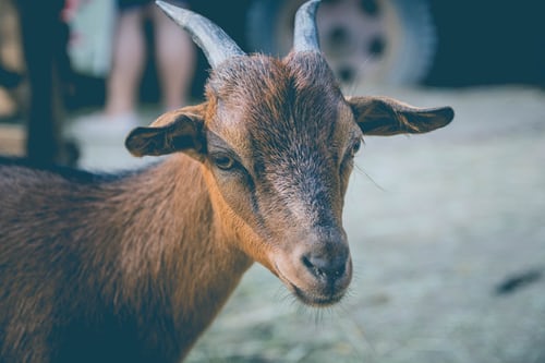This image has an empty alt attribute; its file name is Livestock-Goats-6.jpg