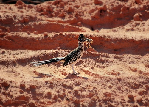 This image has an empty alt attribute; its file name is Road-runner.jpg
